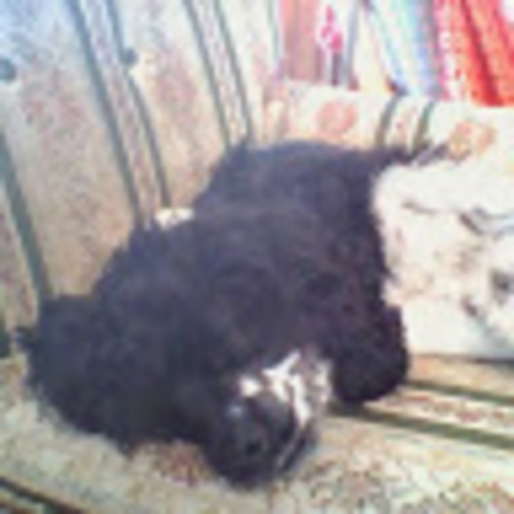 Meet your Posher, Anika jane - Picture 1 of 1